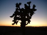 Joshua tree at sunset