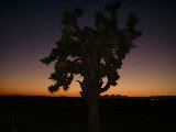 Joshua tree at sunset