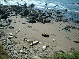 Seals soaking up the rays...